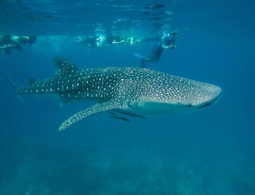 Lily Beach Resort and Spa – All Inclusive