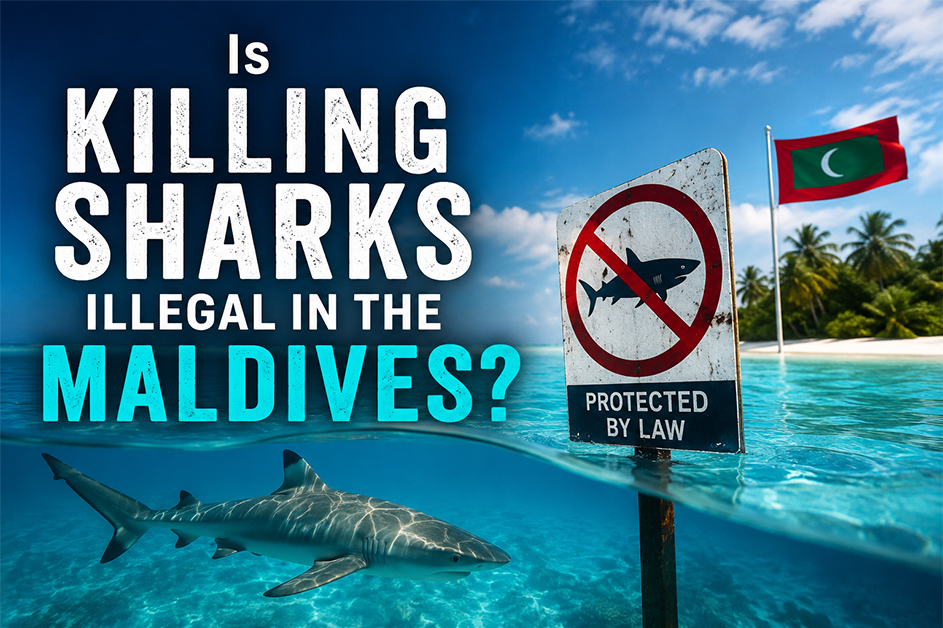 Is Killing Sharks Illegal in the Maldives?