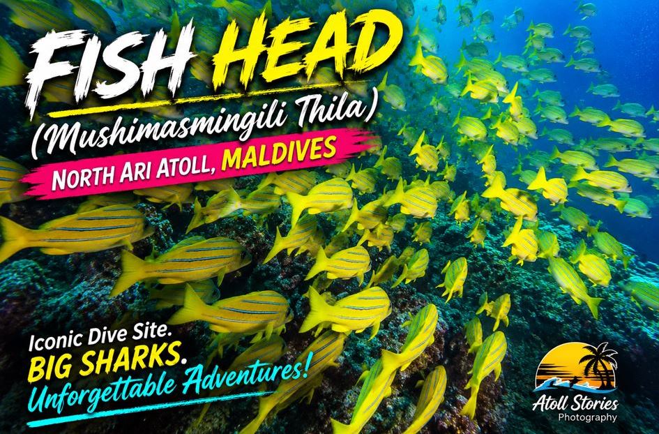Fish Head (Mushimasmingili Thila) – North Ari Atoll, Maldives