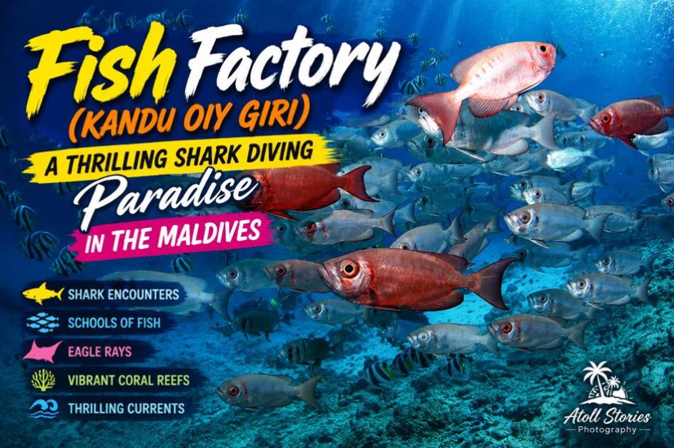 Fish Factory (Kandu Oiy Giri): A Thrilling Shark Diving Paradise in the Maldives