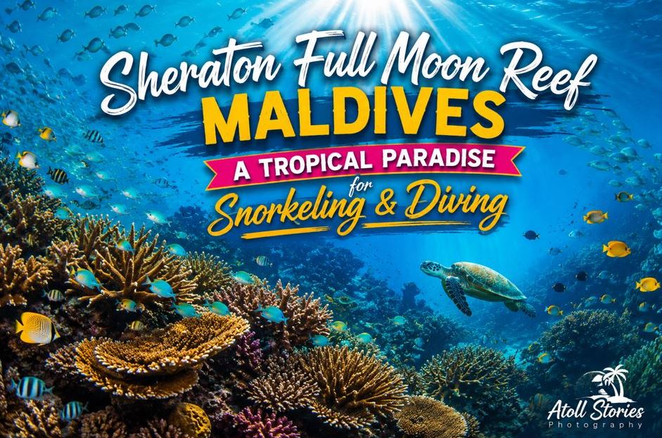 Sheraton Full Moon Reef Maldives: A Tropical Paradise for Snorkeling and Diving