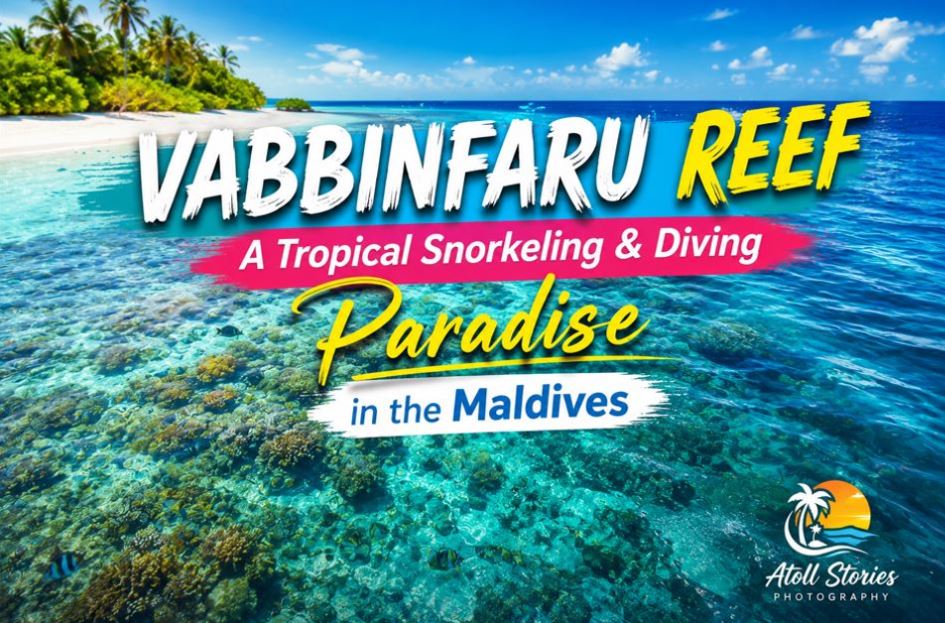 Vabbinfaru Reef: A Tropical Snorkeling and Diving Paradise in the Maldives