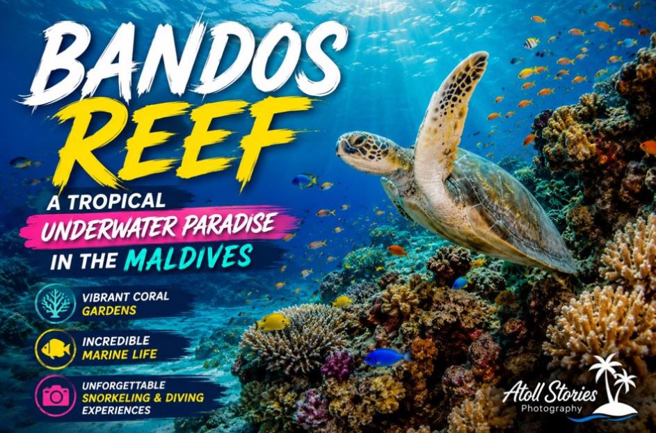 Bandos Reef: A Tropical Underwater Paradise in the Maldives