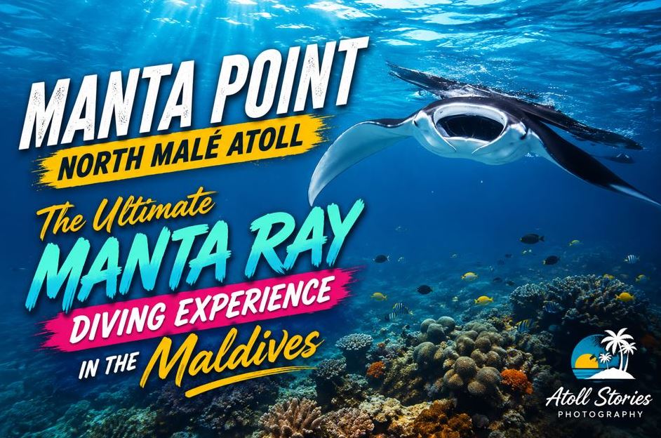 Manta Point North Malé Atoll: The Ultimate Manta Ray Diving Experience in the Maldives