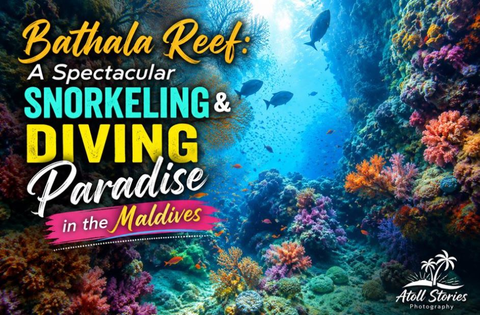 Bathala Reef: A Spectacular Snorkeling and Diving Paradise in the Maldives