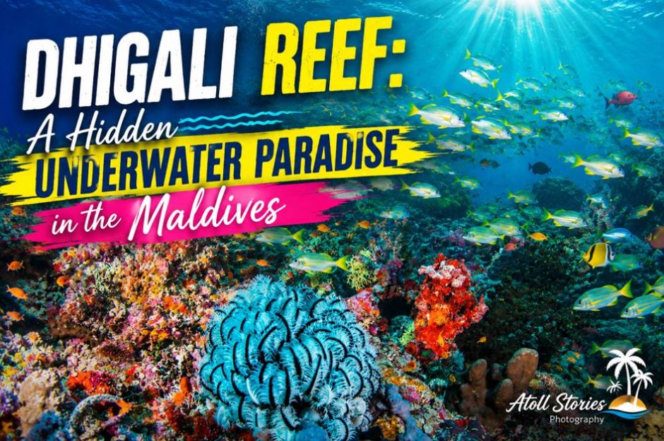 Dhigali Reef: A Hidden Underwater Paradise in the Maldives
