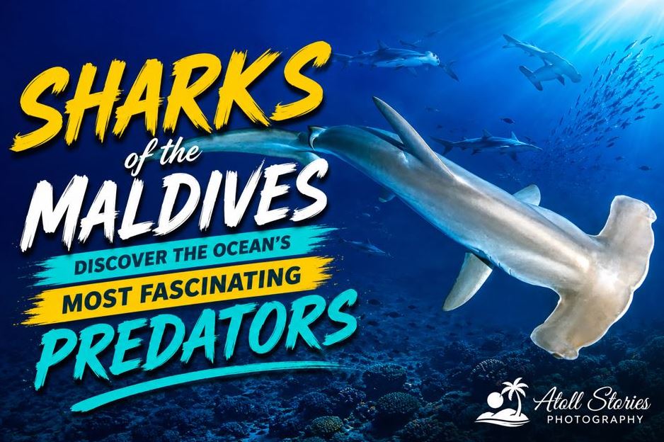 Sharks of the Maldives: Discover the Ocean’s Most Fascinating Predators