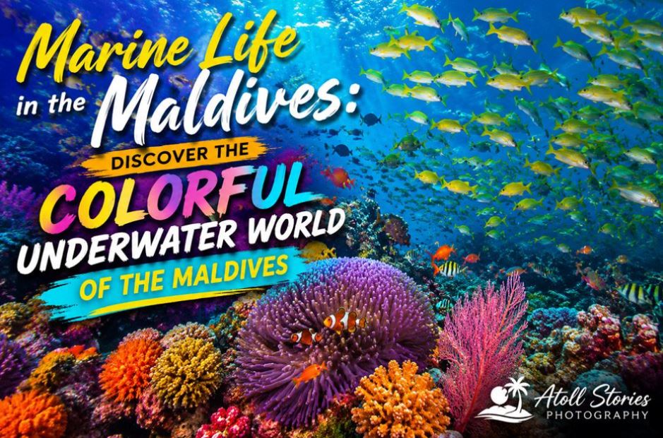 Marine Life in the Maldives: Discover the Colorful Underwater World of the Maldives