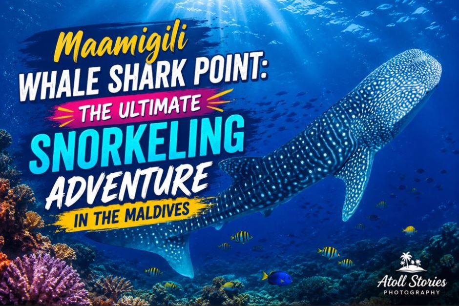 Maamigili Whale Shark Point: The Ultimate Snorkeling Adventure in the Maldives