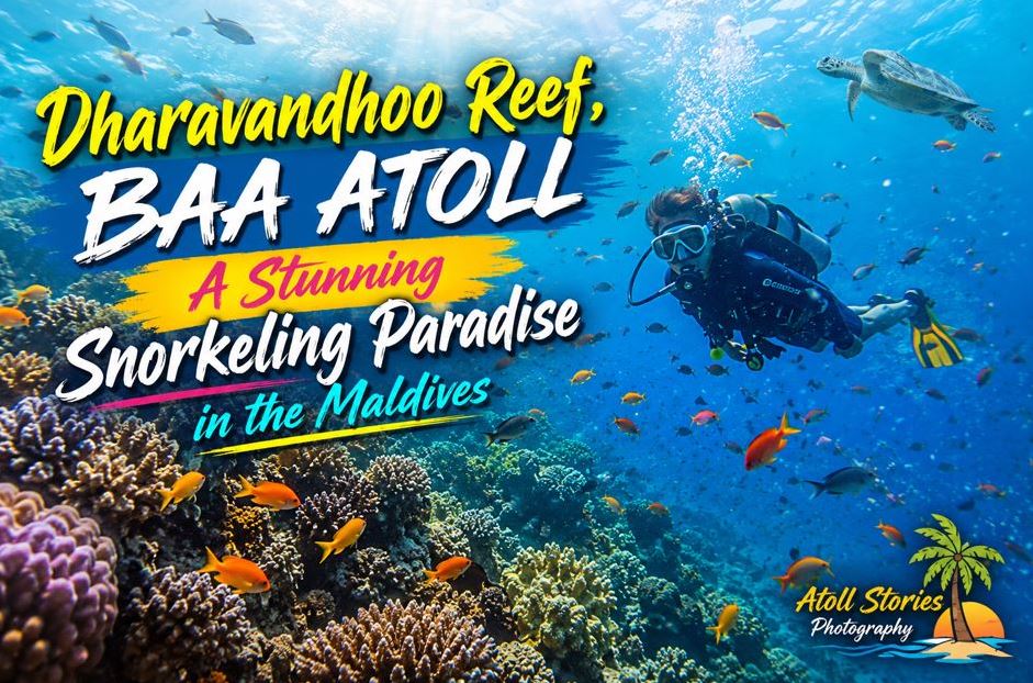 Dharavandhoo Reef, Baa Atoll: A Stunning Snorkeling Paradise in the Maldives