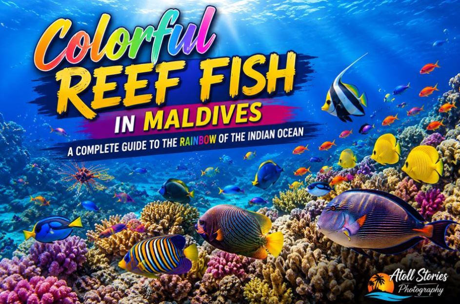 Colorful Reef Fish in the Maldives: A Complete Guide to the Rainbow of the Indian Ocean