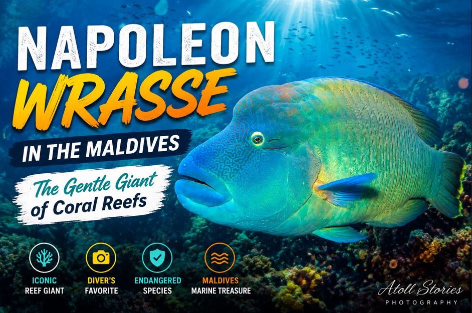 Napoleon Wrasse in the Maldives: The Gentle Giant of Coral Reefs