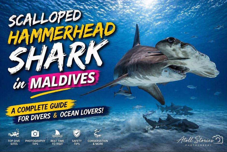 Scalloped Hammerhead Shark in the Maldives: A Complete Guide for Divers and Ocean Lovers