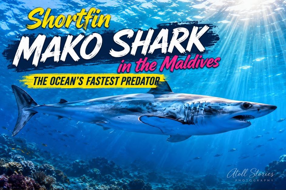 Shortfin Mako Shark in the Maldives: The Ocean’s Fastest Predator