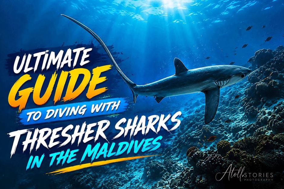 The Ultimate Guide to Diving with Thresher Sharks in the Maldives