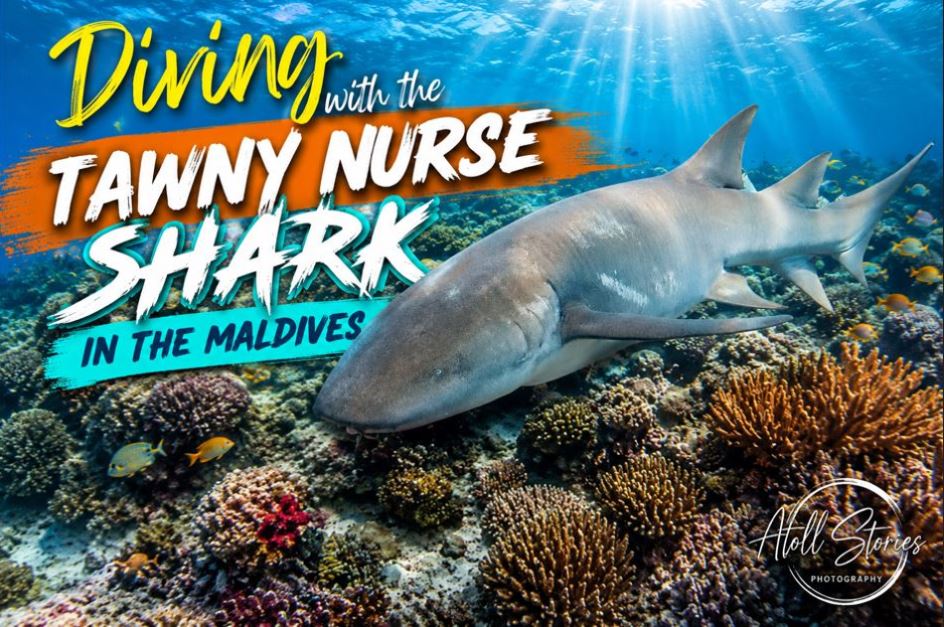 Diving with the Tawny Nurse Shark in the Maldives: The Ultimate Guide