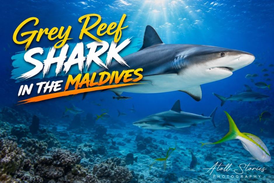 Grey Reef Shark in the Maldives: The Ultimate Guide for Divers and Ocean Lovers
