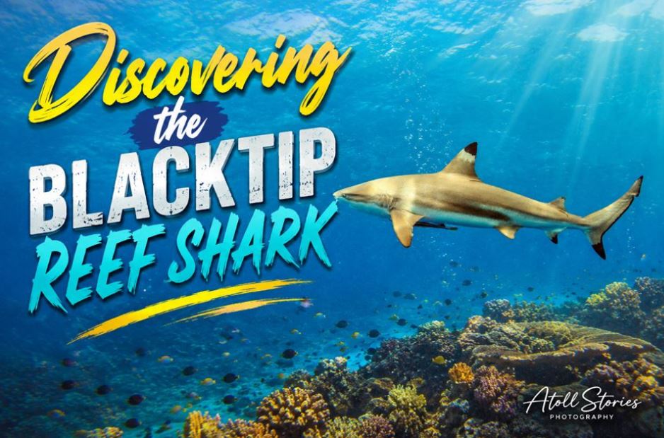 Discovering the Blacktip Reef Shark in the Maldives: A Snorkeler’s Paradise Guide