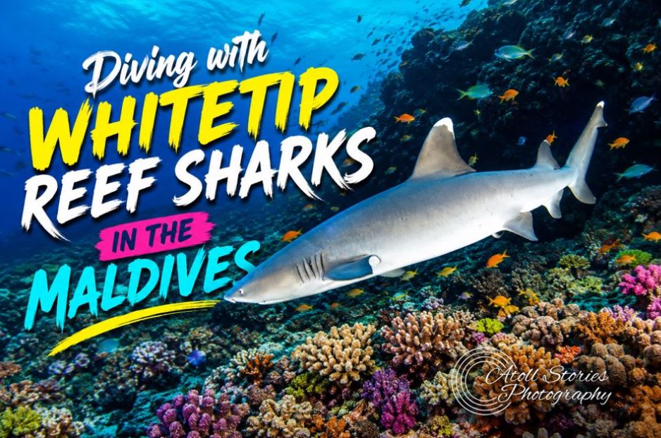 Ultimate Guide to Diving with Whitetip Reef Sharks in the Maldives
