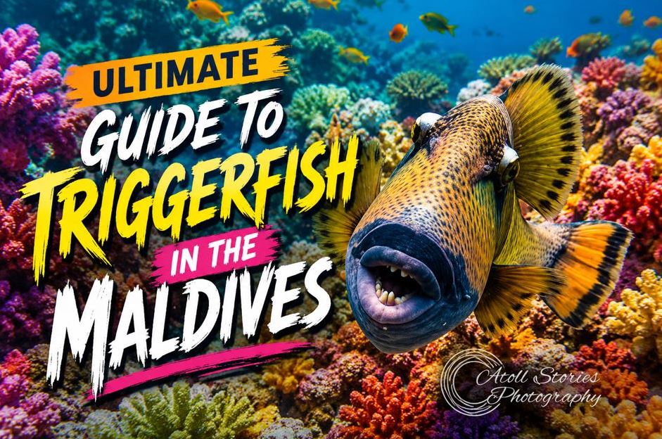 The Ultimate Guide to Triggerfish in the Maldives: Species, Safety, and Snorkeling Tips