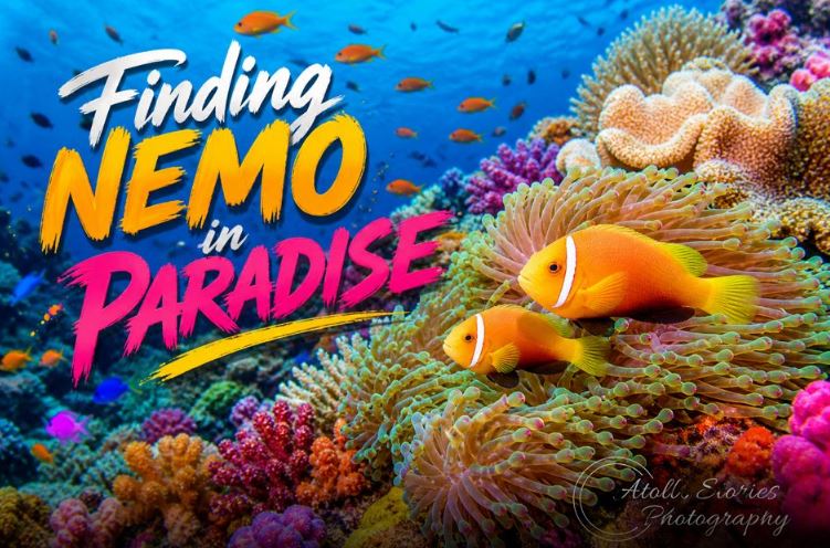 The Ultimate Guide to Anemonefish in the Maldives: Finding Nemo in Paradise