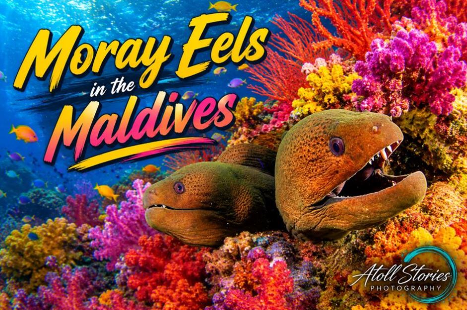 Moray Eels in the Maldives: The Ultimate Guide to the Reef’s Most Misunderstood Predators
