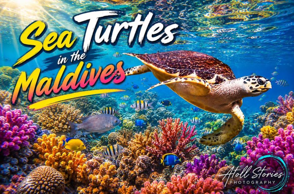Sea Turtles in the Maldives: Best Snorkeling Spots, Species, and Conservation Guide
