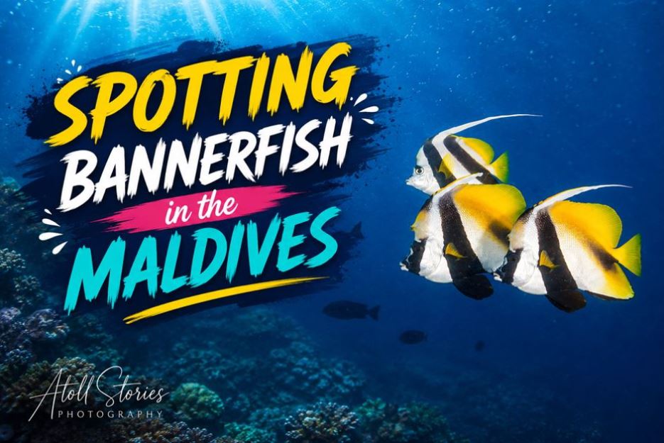 Spotting Bannerfish in the Maldives: Your Ultimate Snorkeling & Diving Guide