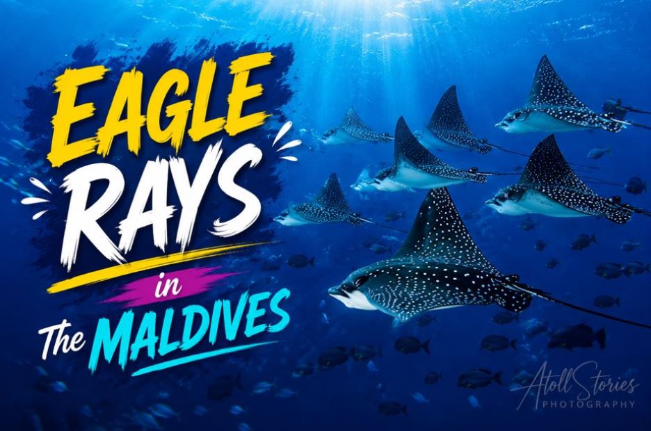 The Ultimate Guide to Encountering Eagle Rays in the Maldives