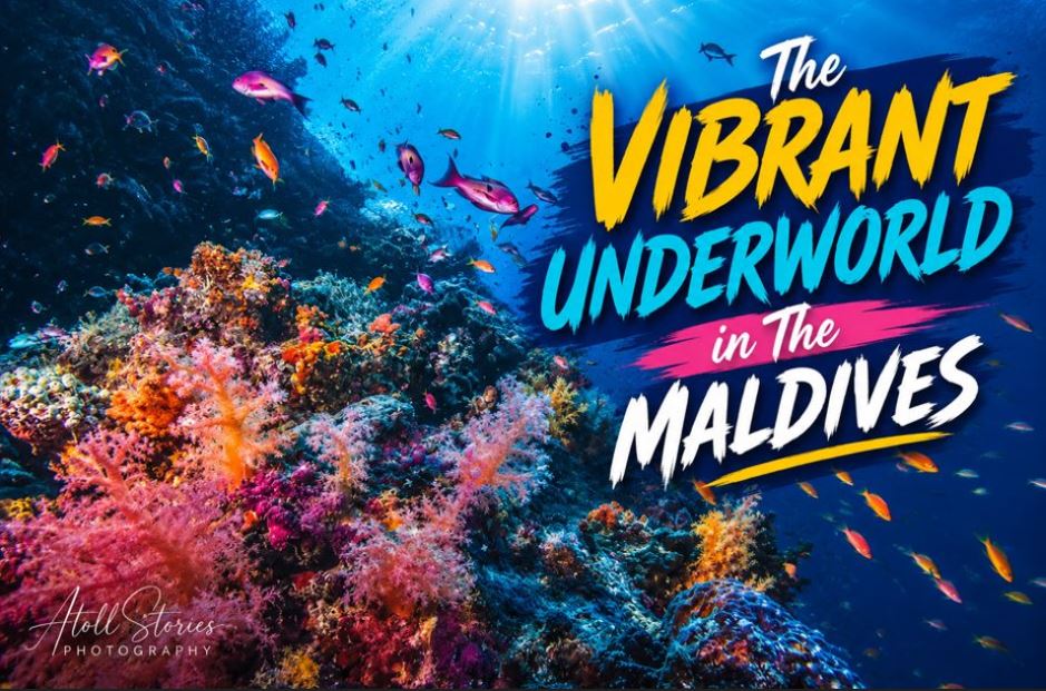 The Vibrant Underworld: A Guide to the Coral Reefs of the Maldives