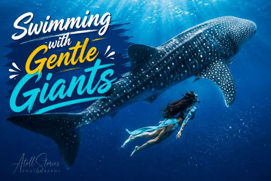 Swimming with Gentle Giants: The Ultimate Guide to Whale Sharks in the Maldives