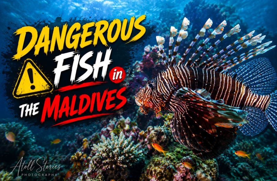 Dangerous Fish in the Maldives: A Complete Guide to Marine Safety