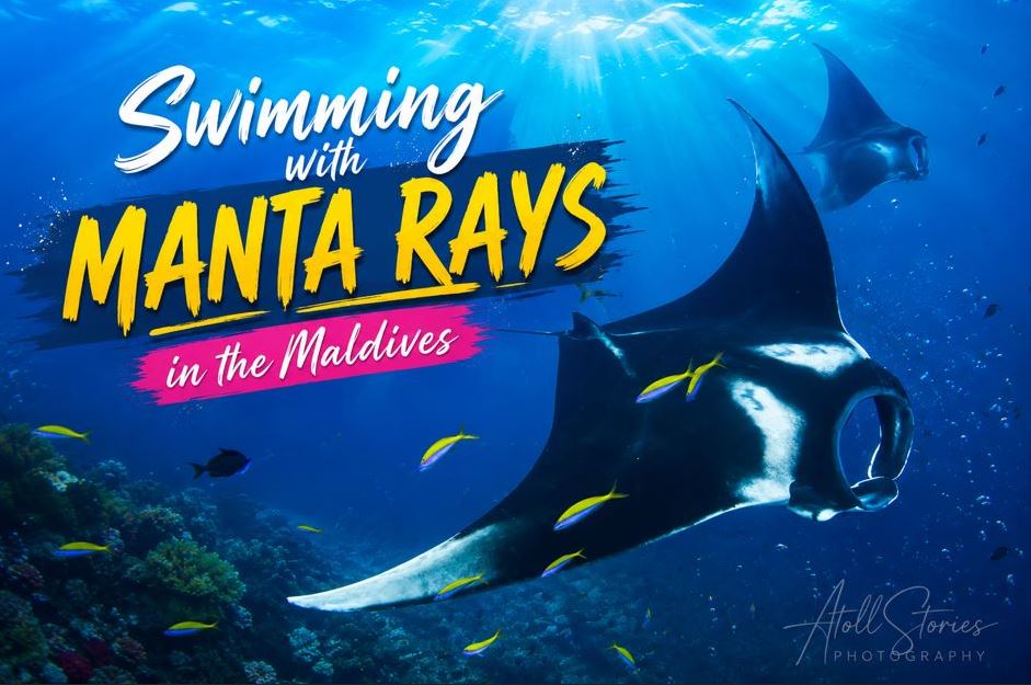 Ultimate Guide to Swimming with Manta Rays in the Maldives: Best Time & Places