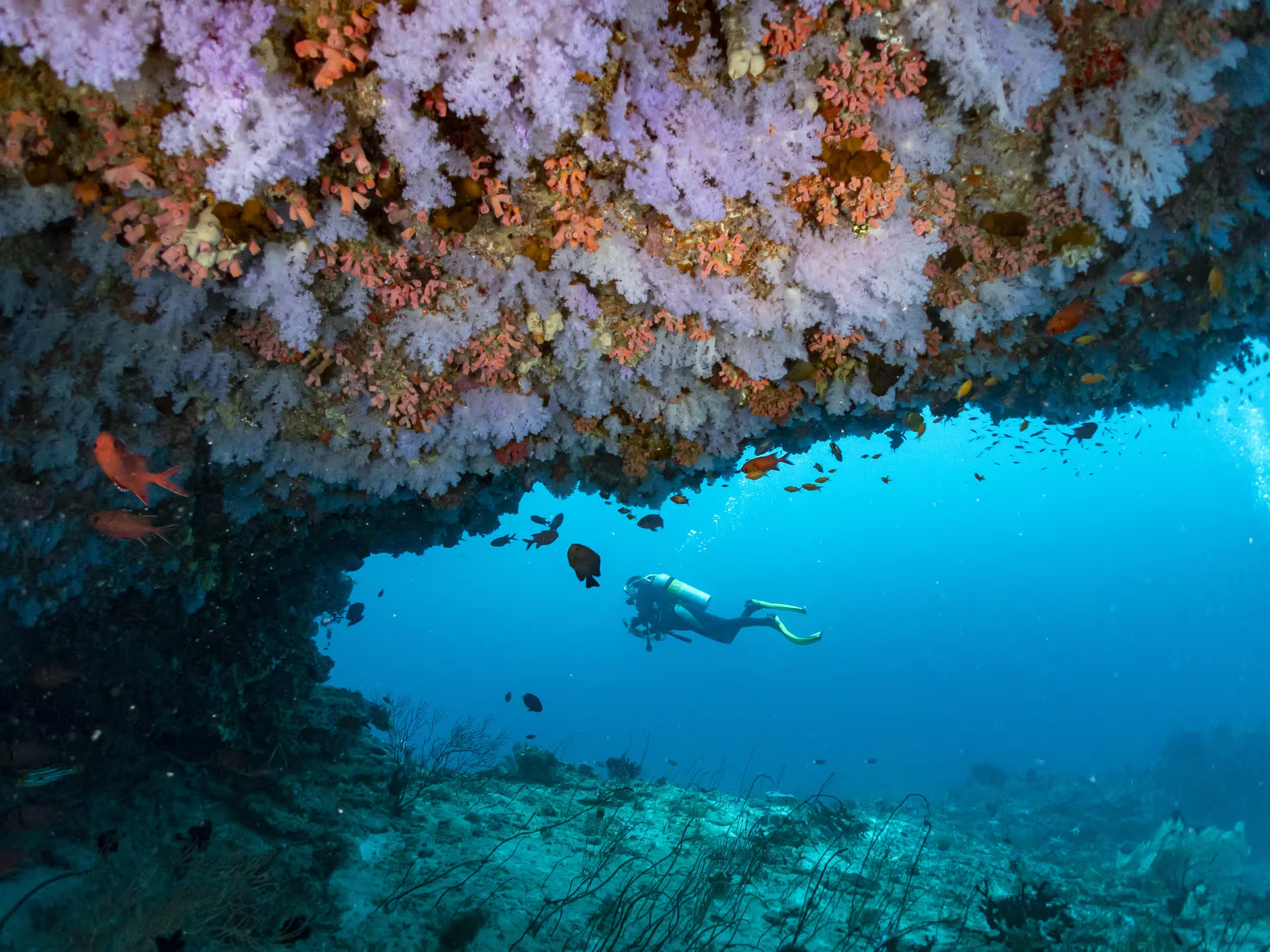 Ultimate North Male Atoll Diving Guide: Complete Scuba Diving & Liveaboard Resource
