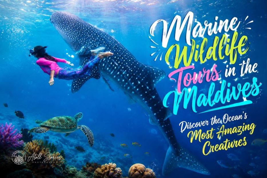 Marine Wildlife Tours in the Maldives: Discover the Ocean’s Most Amazing Creatures