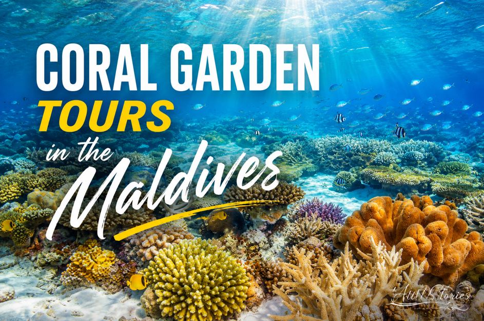 Coral Garden Tours in the Maldives: Explore a Colorful Underwater Paradise