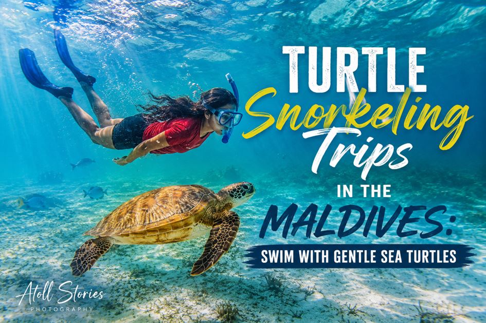 Turtle Snorkeling Trips in the Maldives: Swim With Gentle Sea Turtles