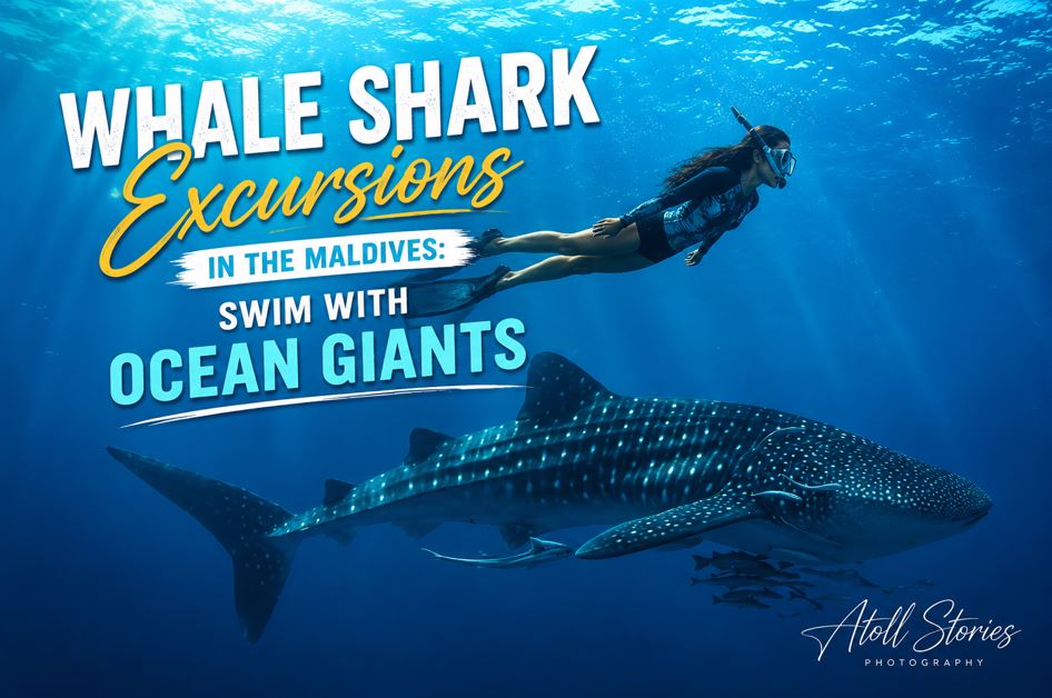 Whale Shark Excursions in the Maldives: Swim With Ocean Giants