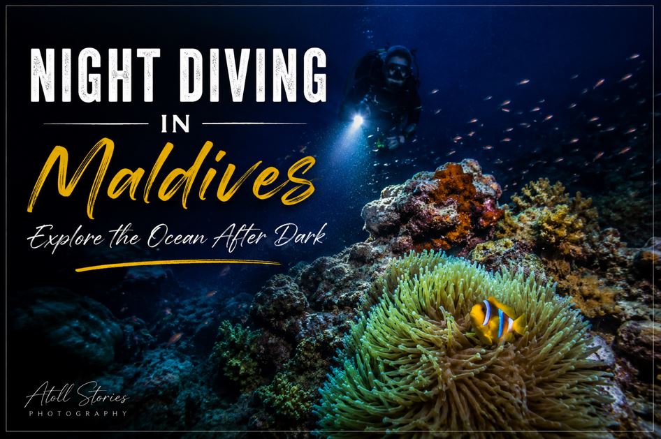 Night Diving in the Maldives: Explore the Ocean After Dark