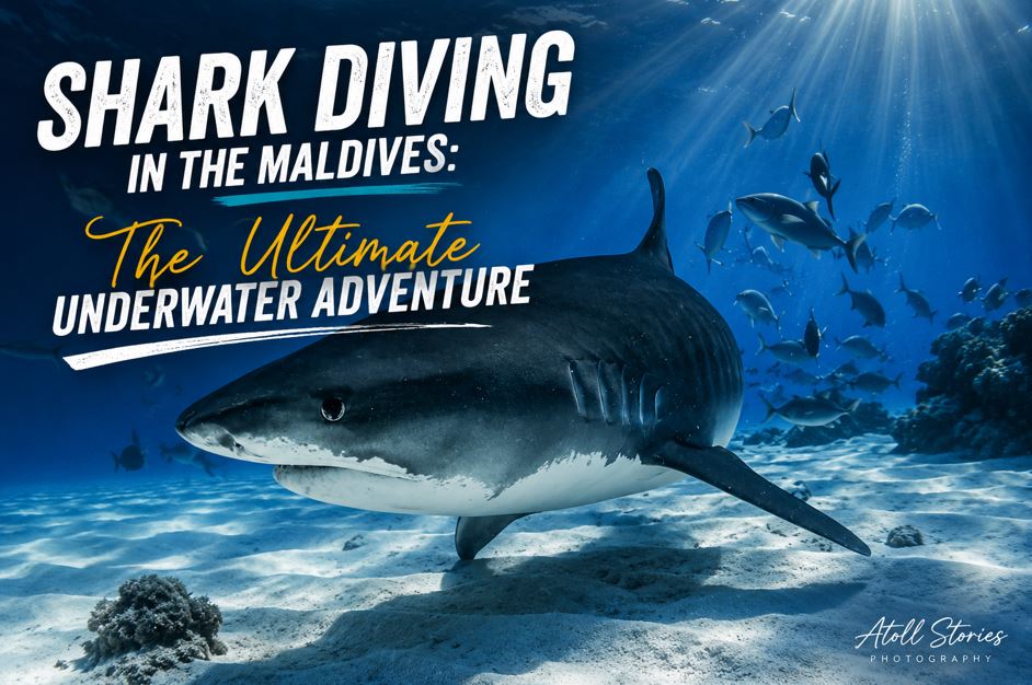Shark Diving in the Maldives: The Ultimate Underwater Adventure