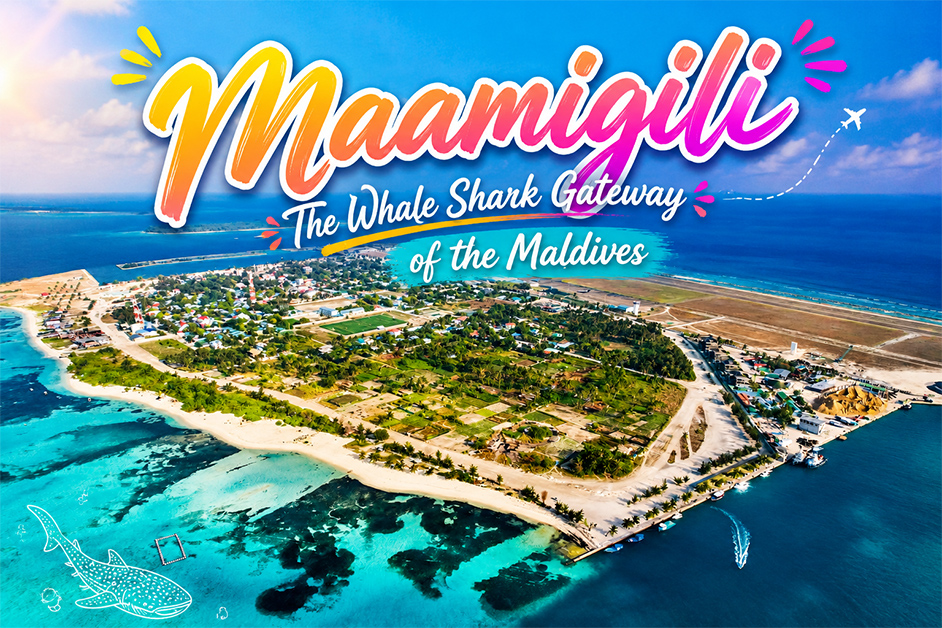Maamigili Island – The Whale Shark Gateway of the Maldives