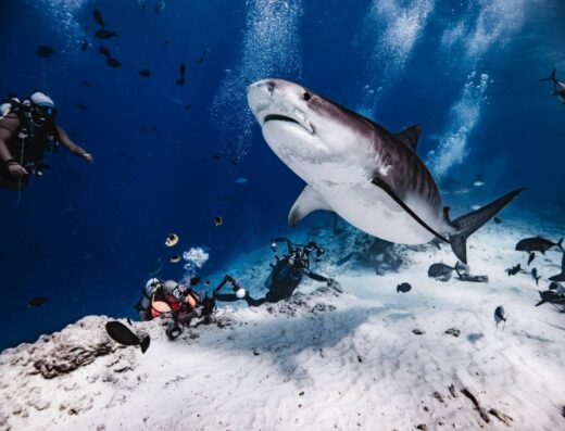 Fuvahmulah Tiger Shark Diving