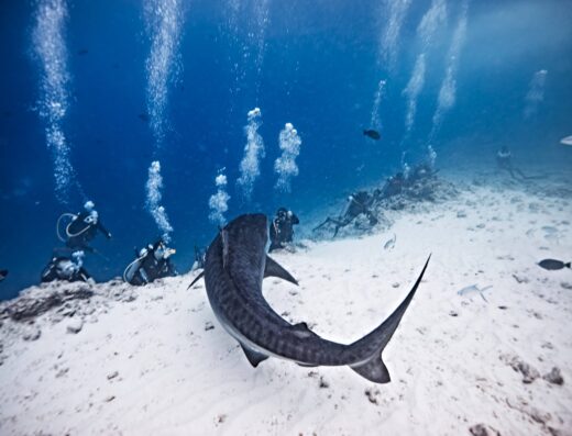 Fuvahmulah Tiger Shark Diving