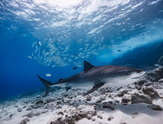 Fuvahmulah Tiger Shark Diving