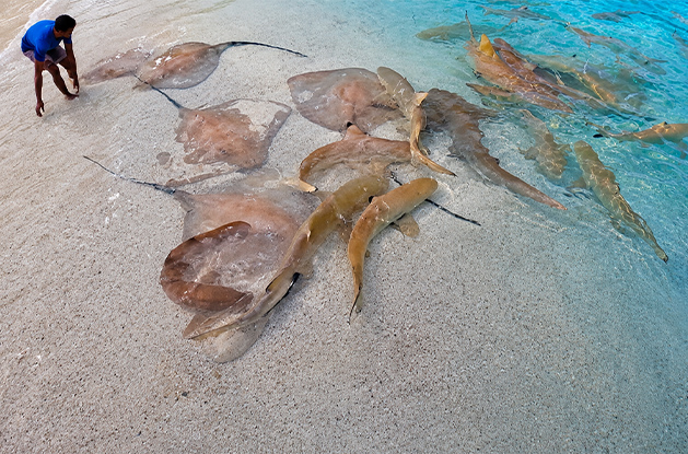 Is There a Shark Beach in the Maldives? Everything You Need to Know