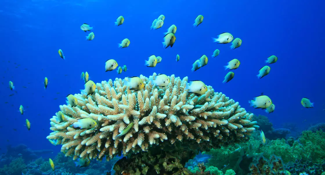 Why Are the Maldives So Shallow? Understanding the Science of Coral Atolls