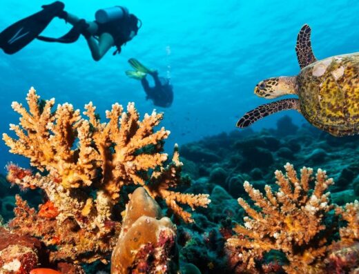 Diving in Dhangethi