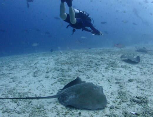 Maafushi Diving
