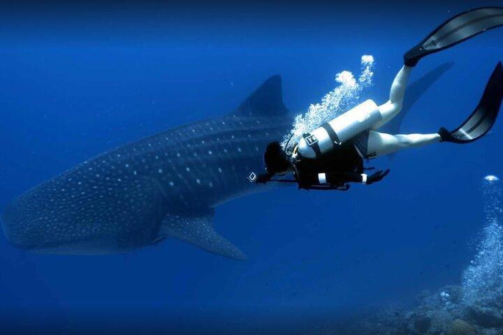 Are there sharks in Maldives resorts?