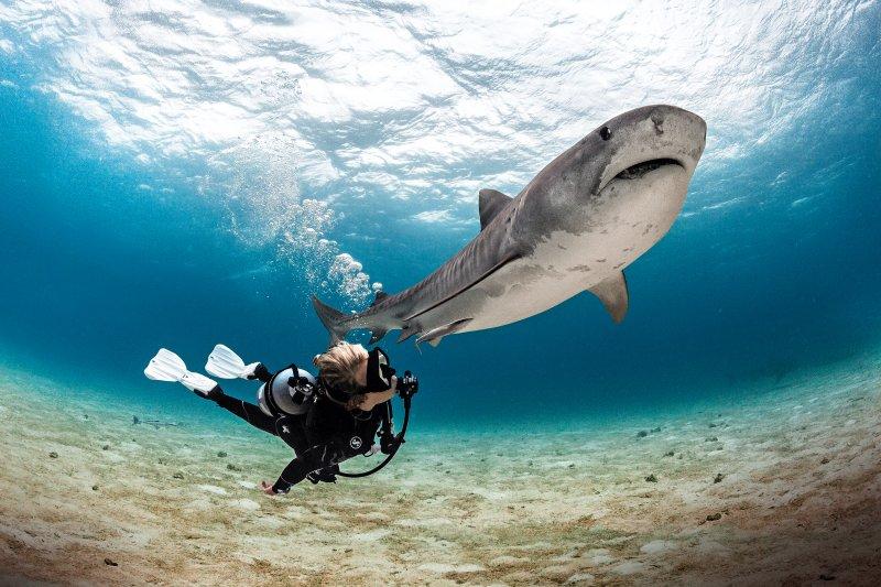 Are There Man-Eating Sharks in the Maldives? What You Need to Know